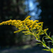 Golden Rod... by thewatersphotos