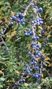 17th Oct 2022 - Sloes
