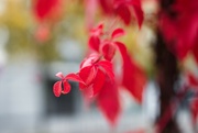 17th Oct 2022 - Red leaves