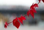 17th Oct 2022 - Red leaves