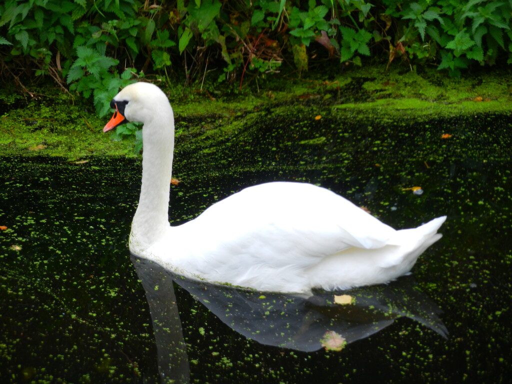 Mute Swan  by jenbo