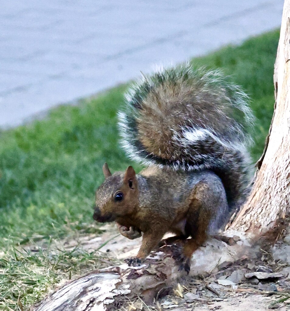City Squirrel by corinnec