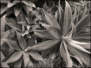 17th Oct 2022 - Agave plant in Black & White