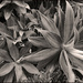 Agave plant in Black & White by kerenmcsweeney