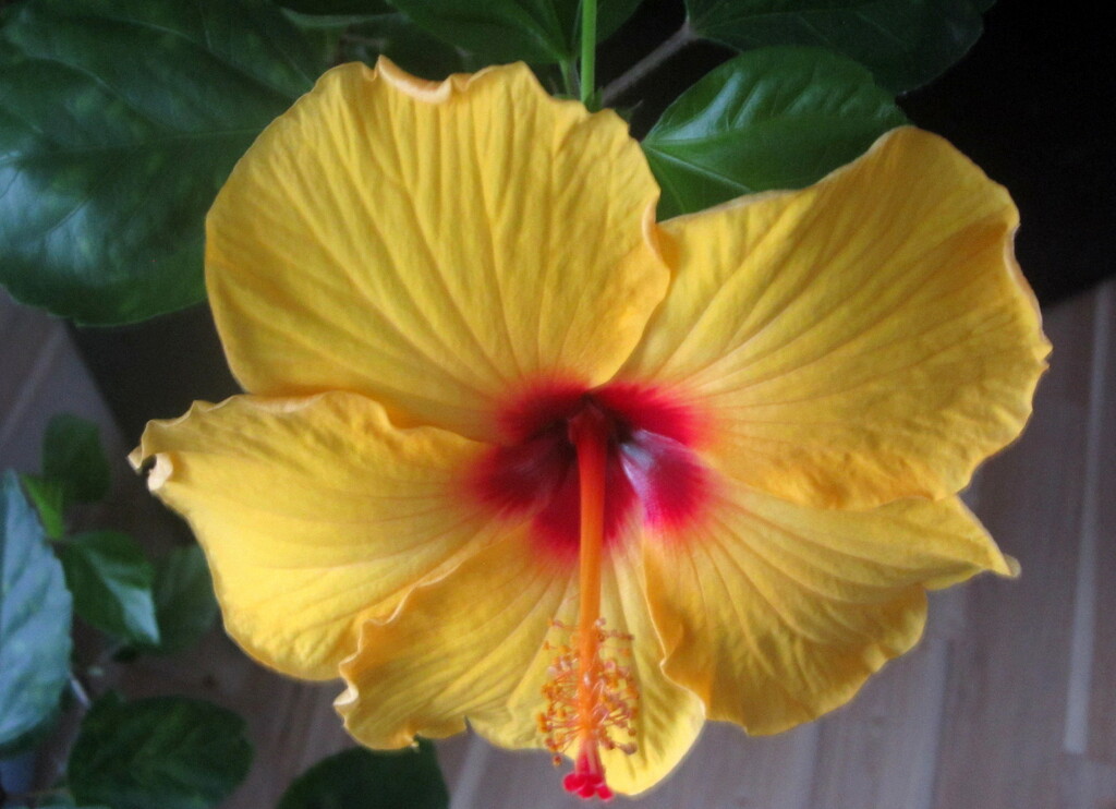 Our hibiscus tree brought indoors again by bruni