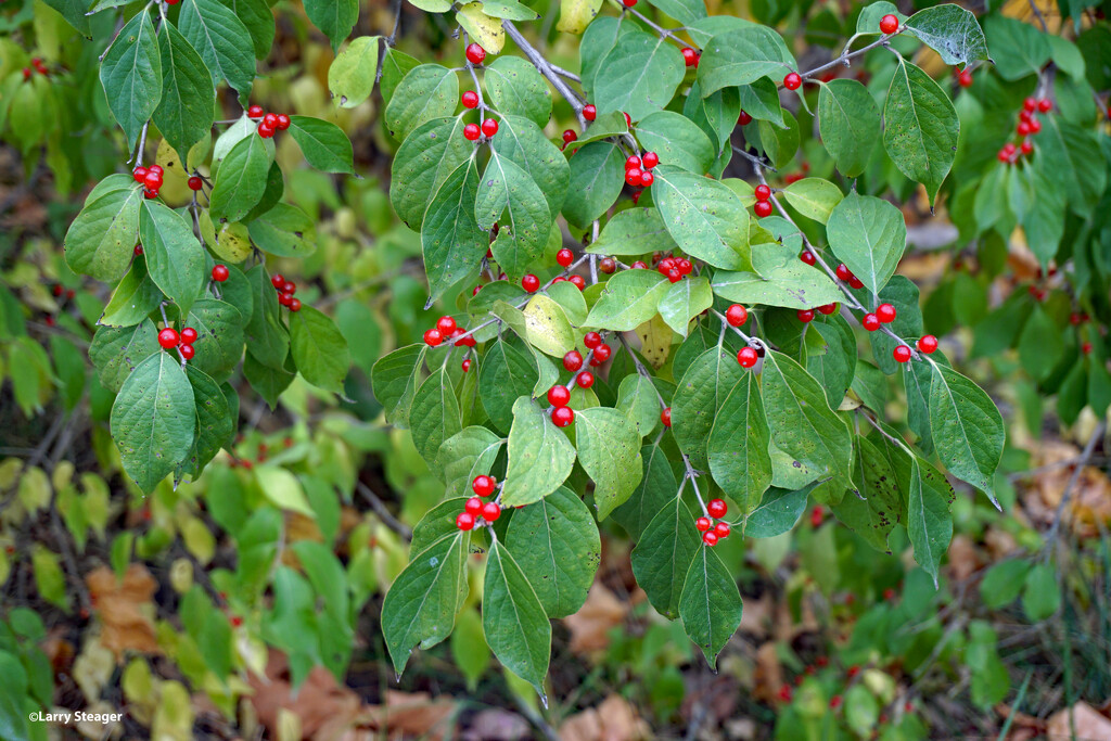 Bird food on the bush by larrysphotos