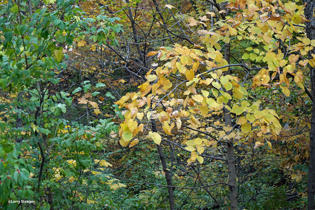 Woods along the walking path by larrysphotos