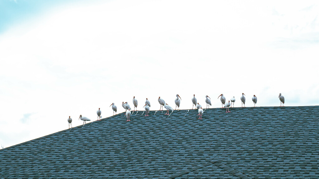 Rooftop Ibis meeting  by ctclady