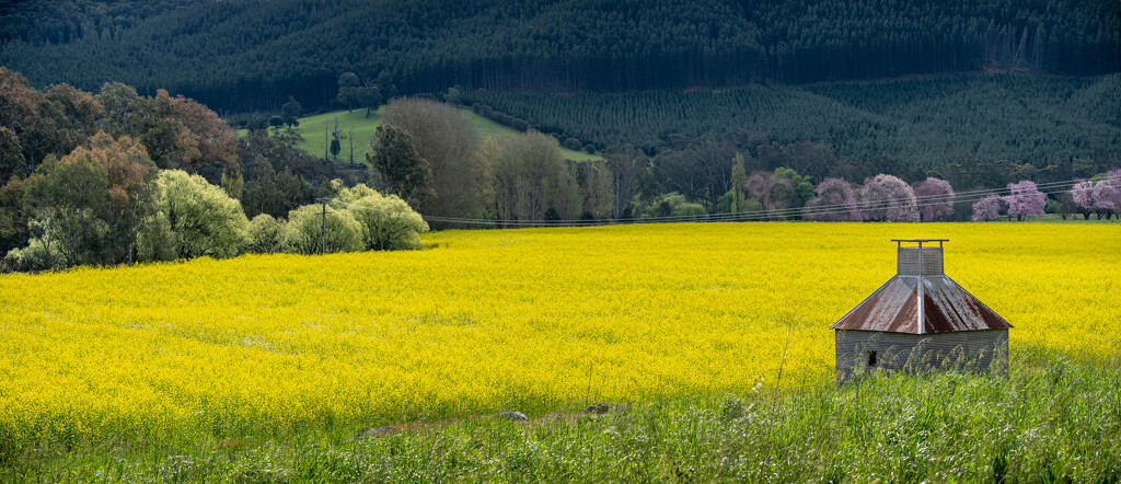 Canola  by teodw