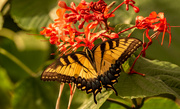 17th Oct 2022 - Eastern Tiger Swallowtail Butterfly!