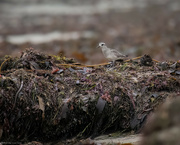17th Oct 2022 - Black Bellied Plover