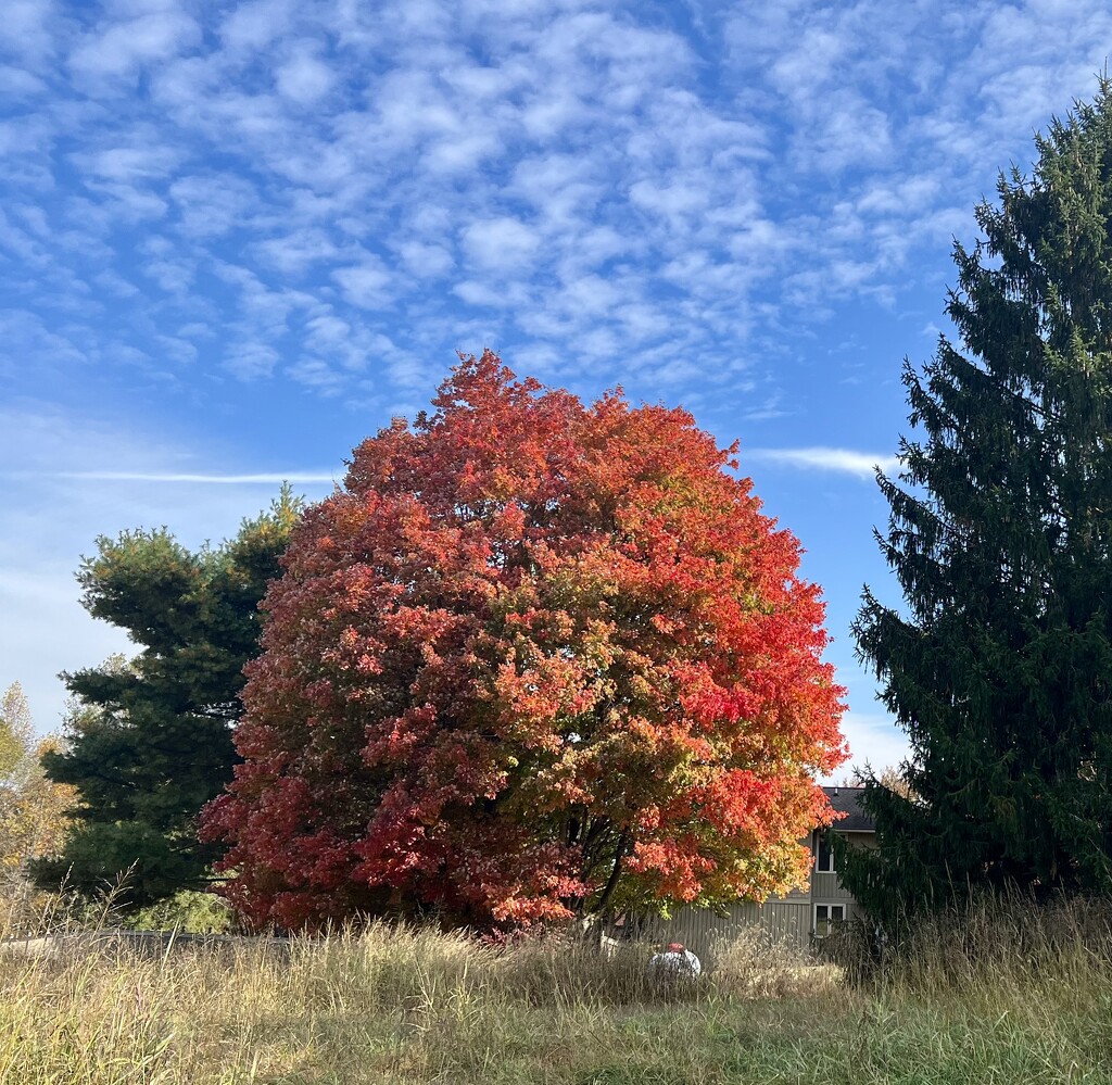 Autumn Color by calm