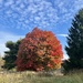 Autumn Color by calm