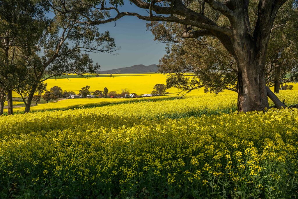 Life amongst the canola by pusspup