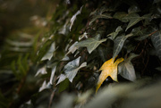 17th Oct 2022 - Lonely Yellow Leaf