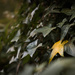 Lonely Yellow Leaf by tina_mac
