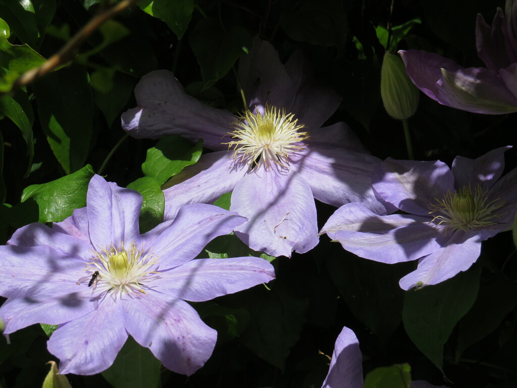 clematis by kali66