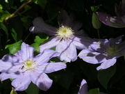 17th Oct 2022 - clematis