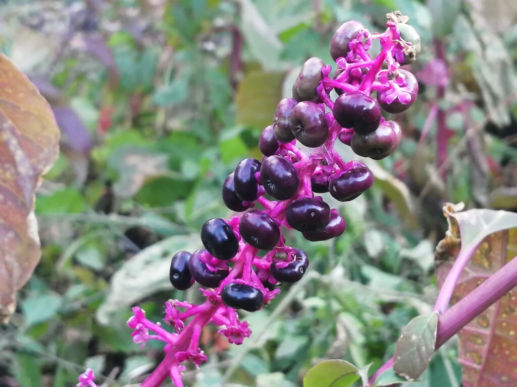 Pokeweed by princessicajessica