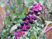 17th Oct 2022 - Pokeweed