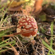 17th Oct 2022 - Fly agaric