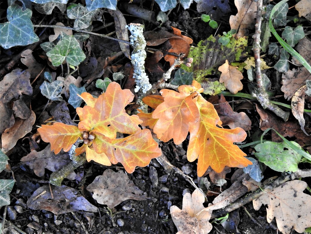 Oak Leaves by oldjosh
