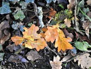 9th Oct 2022 - Oak Leaves