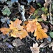Oak Leaves by oldjosh