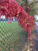 18th Oct 2022 - Fence Full of Colour 