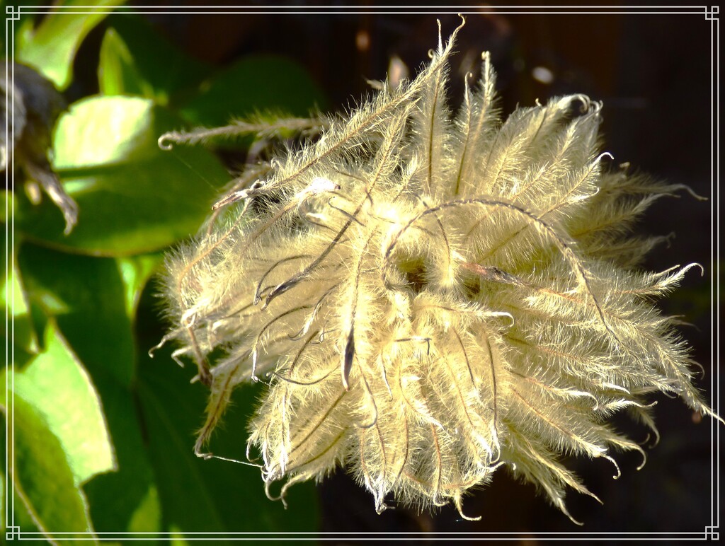 Clematis Seed-head. by beryl
