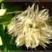 Clematis Seed-head. by beryl