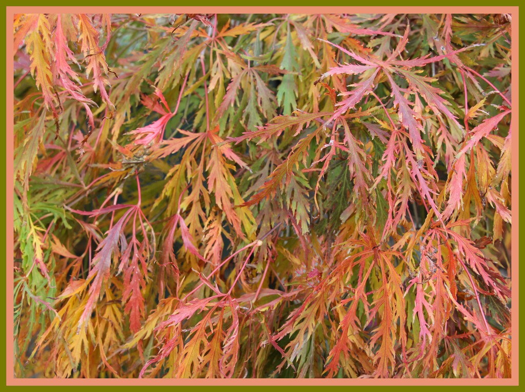 Acer turning gold by busylady