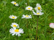 19th Oct 2022 - Lawn daisies 