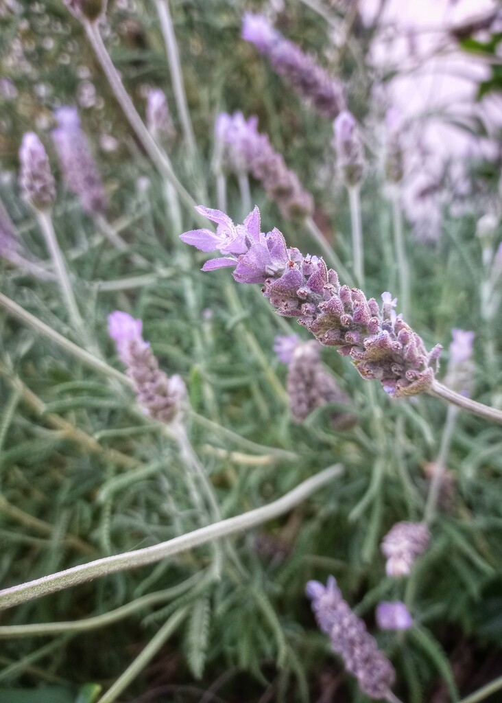 In the Lavender  by salza