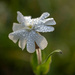 Washed in the morning dew. by haskar