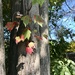 Turning Leaves…