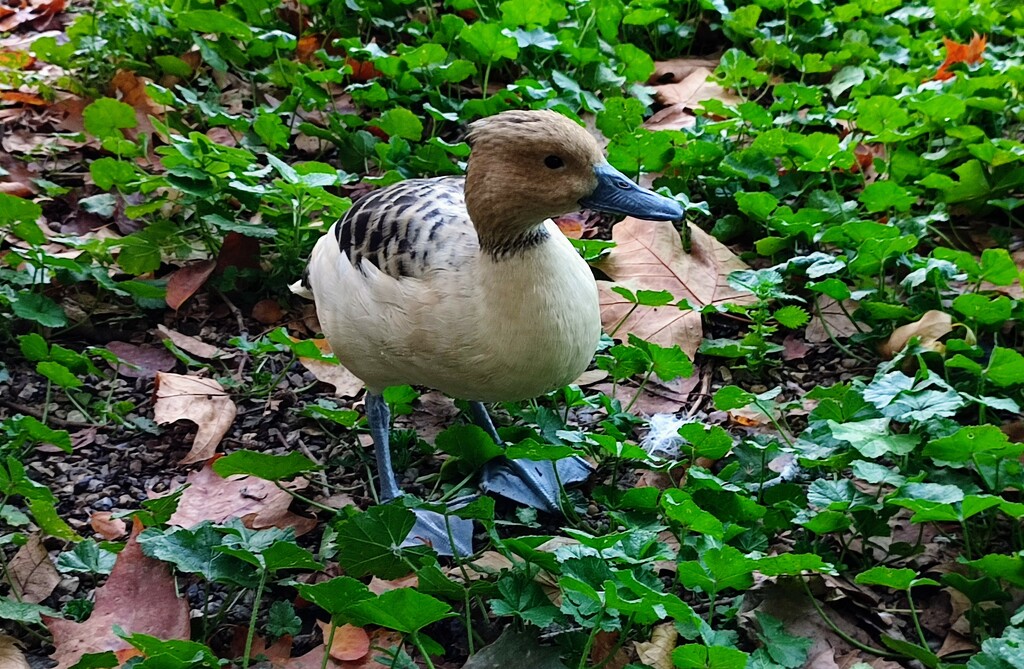 Whistling duck  by boxplayer