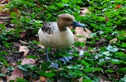 18th Oct 2022 - Whistling duck 
