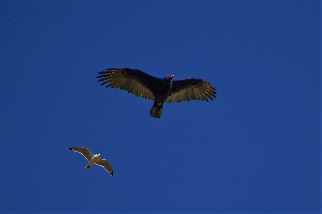 A Gull and a Vulture by kareenking