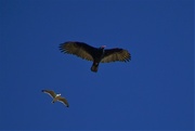15th Oct 2022 - A Gull and a Vulture