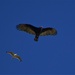 A Gull and a Vulture by kareenking