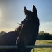 Horse in sunshine