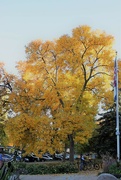 18th Oct 2022 - Golden Tree @ the Libary