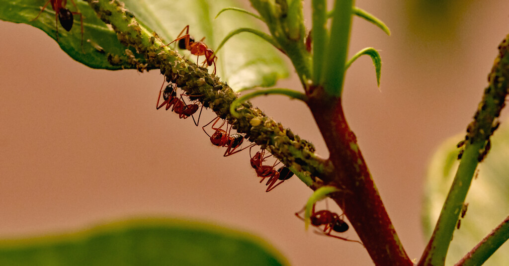 The Ant's Were Going After the Aphids! by rickster549