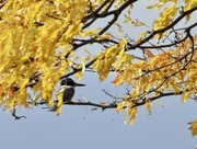 18th Oct 2022 - Fall color & a kingfisher