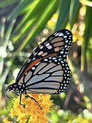 18th Oct 2022 - Monarch butterfly