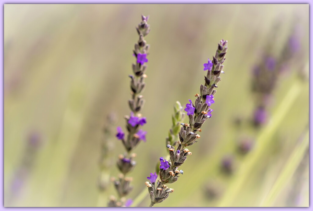 A closer look at lavender by ludwigsdiana