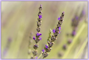 20th Oct 2022 - A closer look at lavender