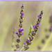A closer look at lavender by ludwigsdiana