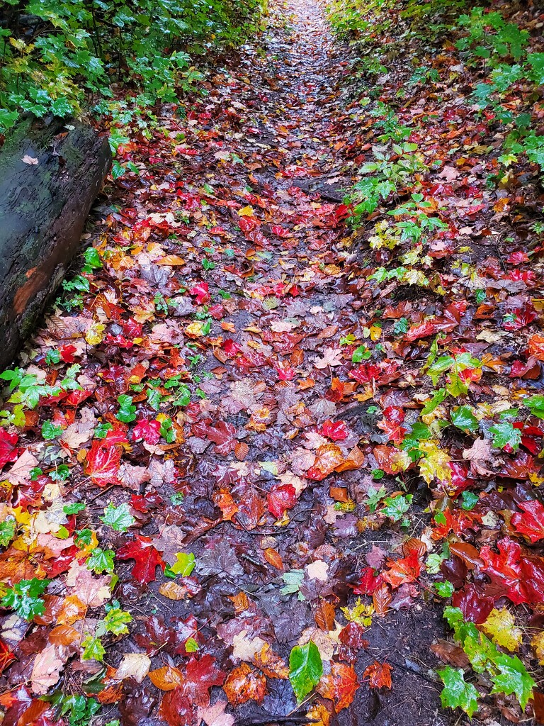 leafy trail by edorreandresen